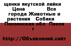 щенки якутской лайки › Цена ­ 15 000 - Все города Животные и растения » Собаки   . Пензенская обл.,Пенза г.